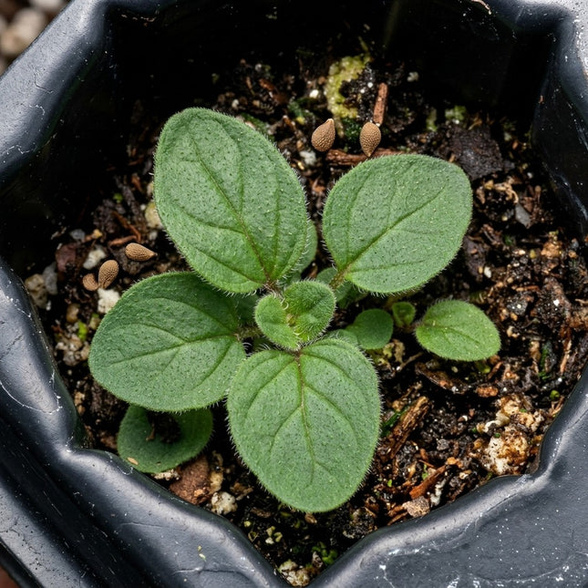 healthy young seedlings in a black pot, fresh green leaves with serrated edges, ready for planting in herb gardens or pots, top-down view, vibrant natural sunlight. Seed World