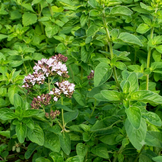 4000 Italian Oregano Herb Seeds – Origanum Vulgare | Heirloom, Non-GMO