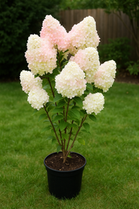Hydrangea Paniculata Flower Seeds – Colorful Hardy Shrubs for Your Garden