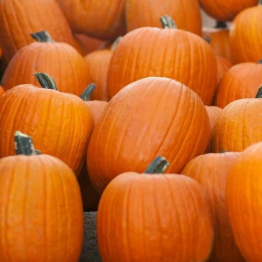 20 Jack O Lantern Pumpkin Seeds