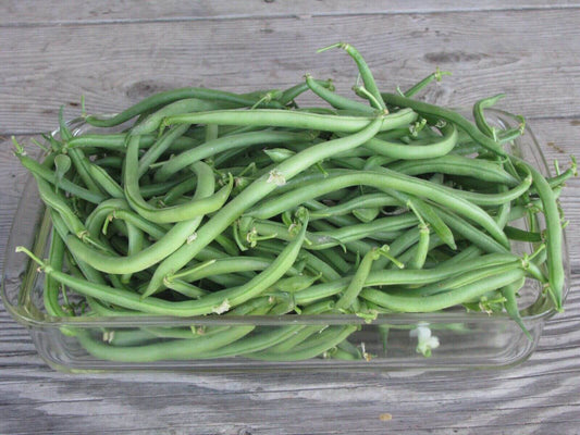 80 Jade Bush Green Bean Seeds