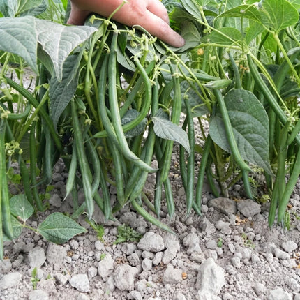 100 Jade Bush Green Bean Seeds – Phaseolus Vulgaris | Premium Stringless Bush Bean