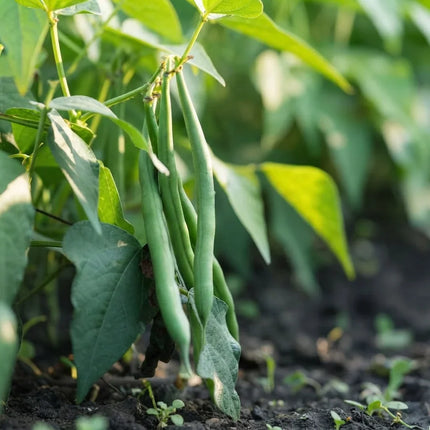 Jade Bush Green Beans growing on healthy green plants with long, tender pods, a productive compact bush bean variety ideal for home vegetable gardens and fresh harvests. Seed World