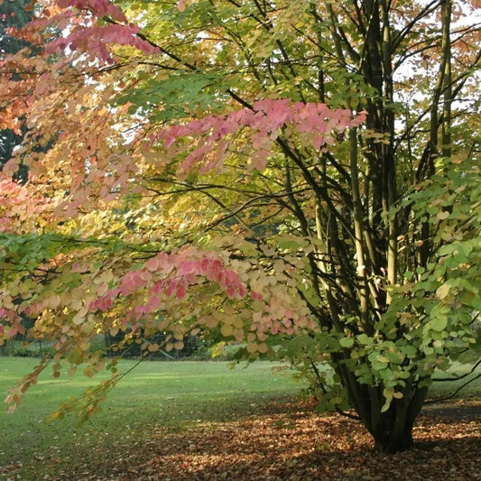 Tree with pink and green leaves in a park setting