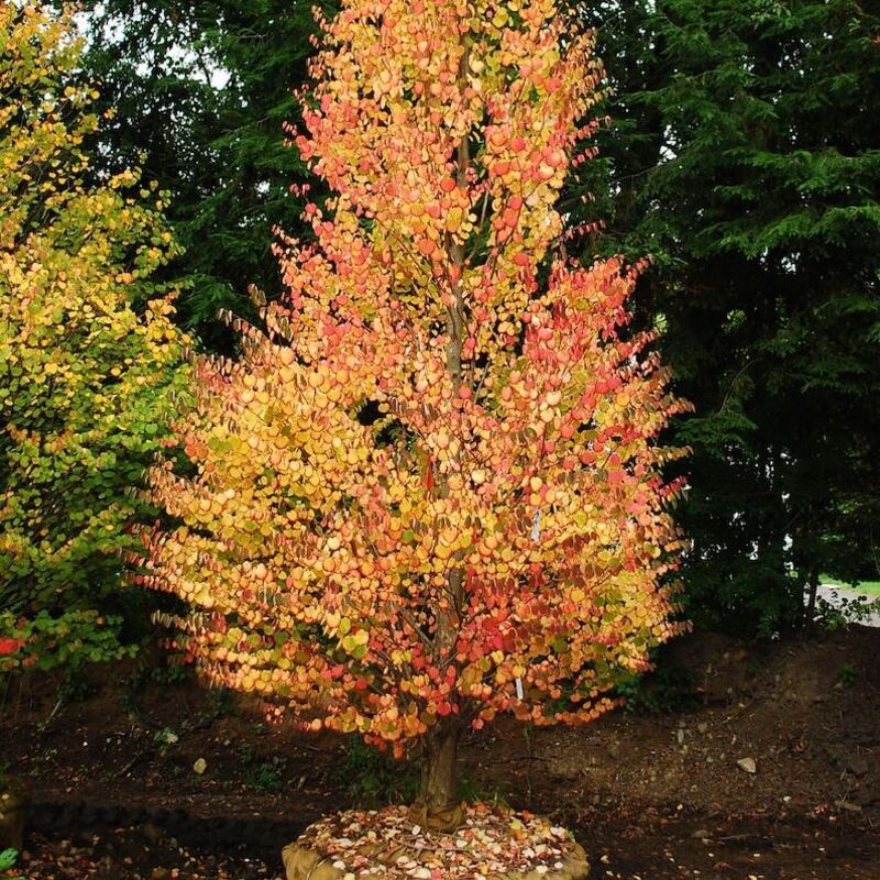 Tree with autumn foliage in a forest setting