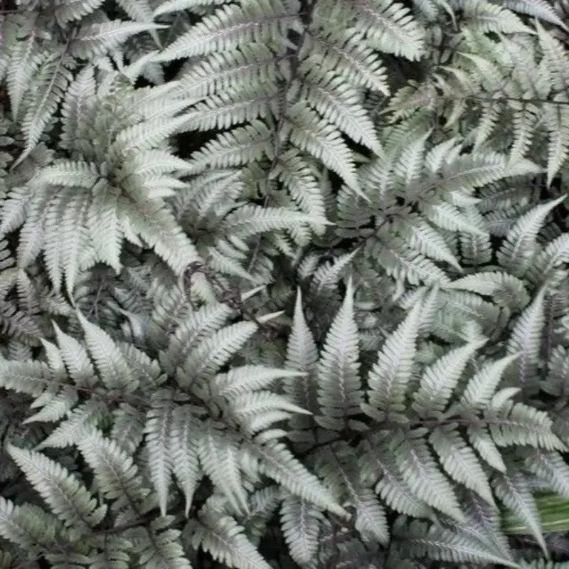 500 Japanese Painted Fern Spores Seeds