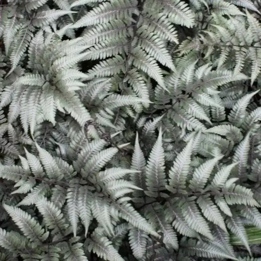 500 Japanese Painted Fern Spores Seeds