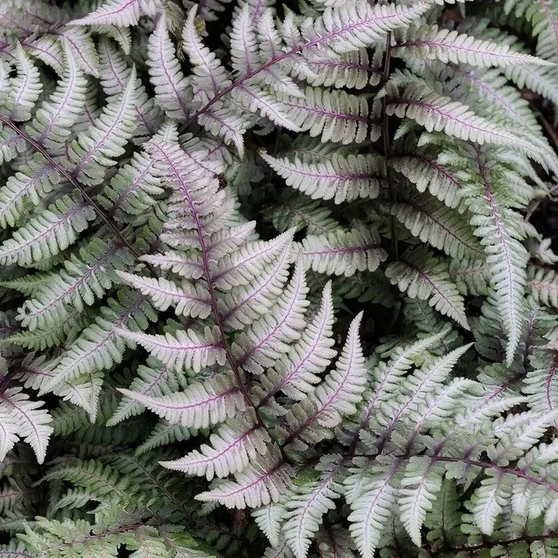 500 Japanese Painted Fern Spores Seeds