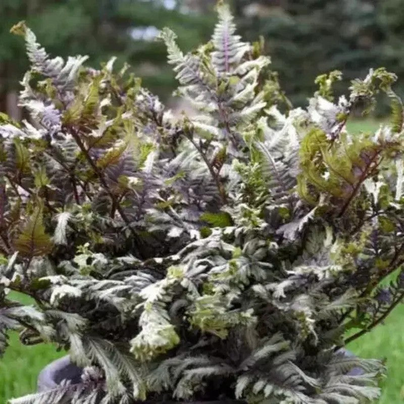 500 Japanese Painted Fern Spores Seeds