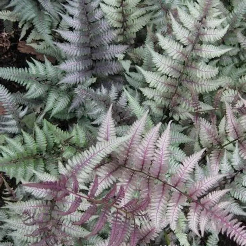 500 Japanese Painted Fern Spores Seeds