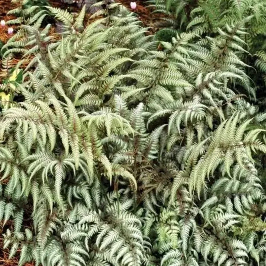 500 Japanese Painted Fern Spores Seeds