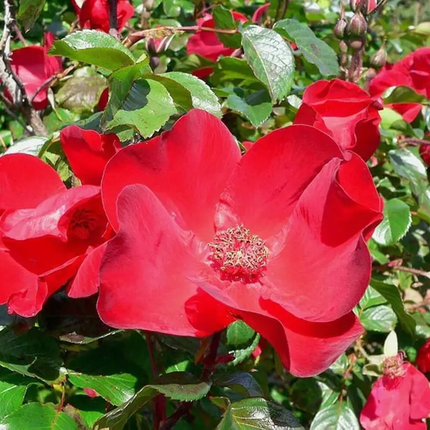 30 Japanese Red Rose Seeds – Rosa Rugosa Rubra | Hardy Shrub Rose