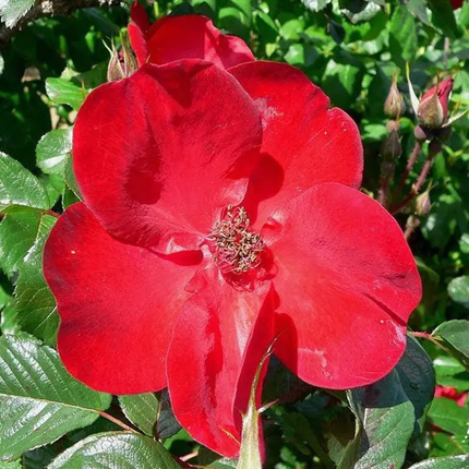 30 Japanese Red Rose Seeds – Rosa Rugosa Rubra | Hardy Shrub Rose