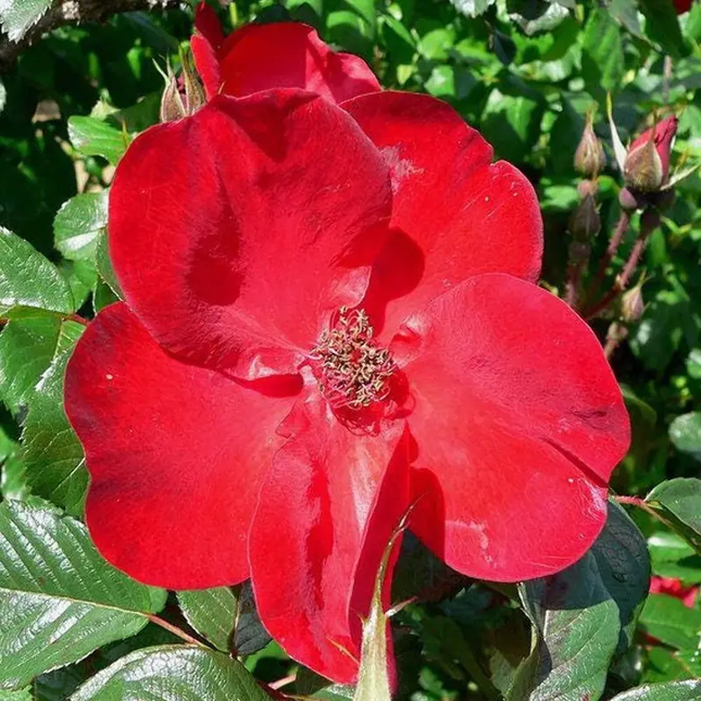 30 Japanese Red Rose Seeds – Rosa Rugosa Rubra | Hardy Shrub Rose