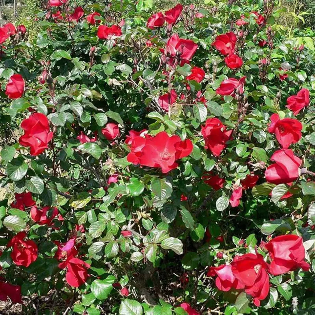 30 Japanese Red Rose Seeds – Rosa Rugosa Rubra | Hardy Shrub Rose