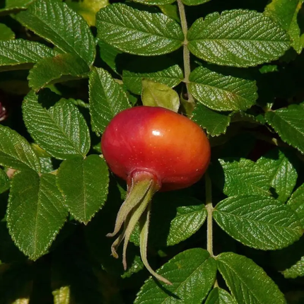 30 Japanese Red Rose Seeds – Rosa Rugosa Rubra | Hardy Shrub Rose