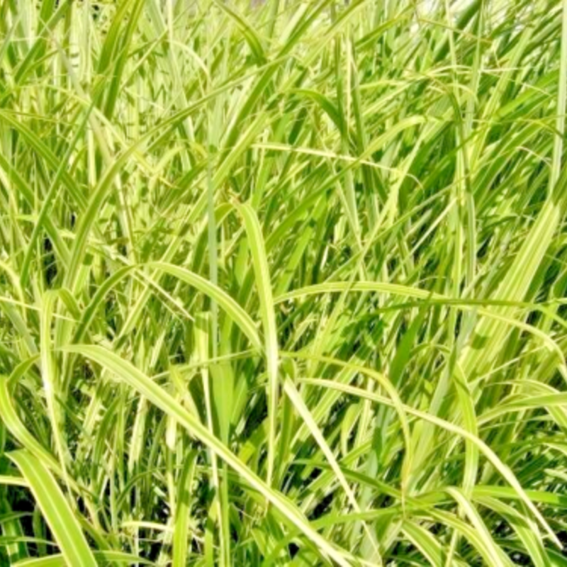 50 Japanese Silver Grass Seeds