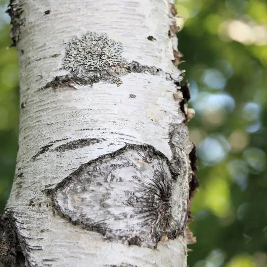 Close-up of a birch tree trunk with lichen and natural background