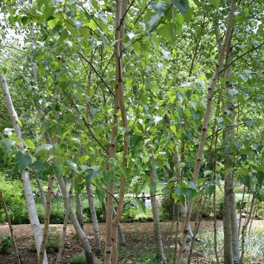 Group of trees with green leaves and white bark in a forest setting