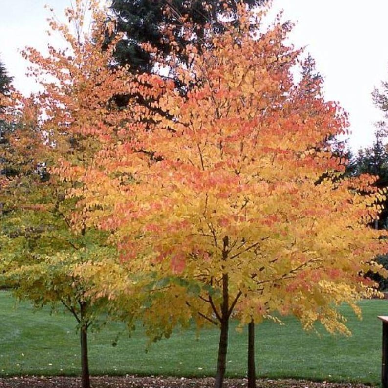 Tree with autumn foliage in a park setting
