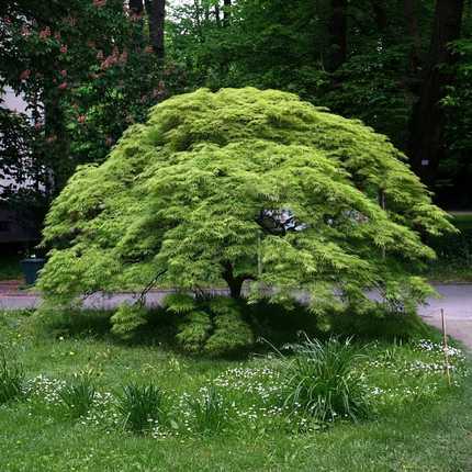 Japanese Maple tree with vibrant green leaves in a landscaped garden setting. Seed World