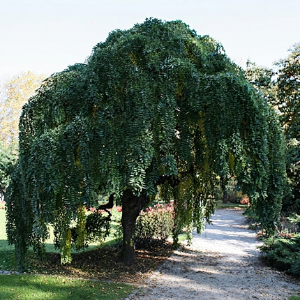 Japanese Pagoda tree with lush cascading green foliage in garden pathway. Seed World