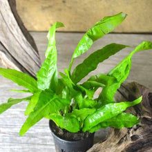 1 Java Fern Microsorum pteropus Potted Live Aquarium Plant