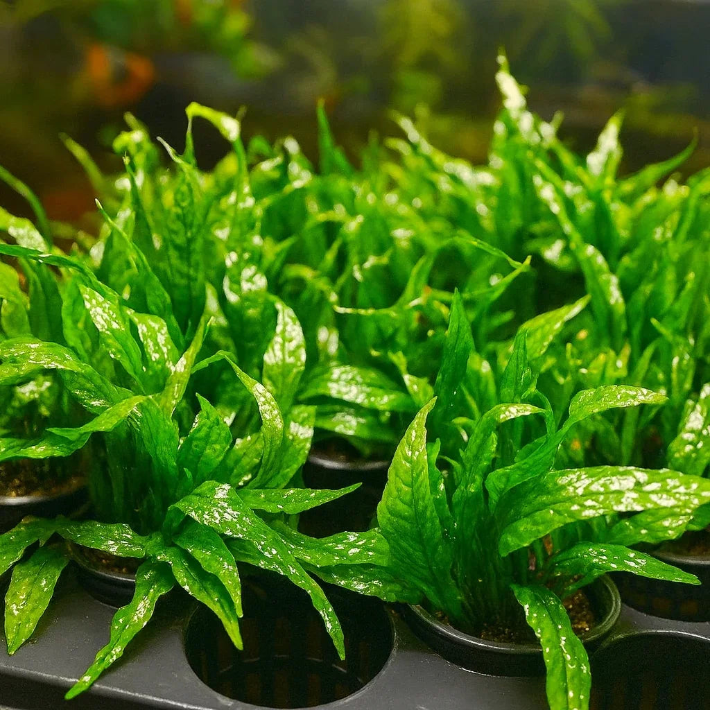 Java Fern (Microsorum pteropus) – Potted Live Aquarium Plant