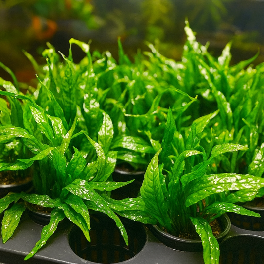 Java Fern (Microsorum pteropus) – Potted Live Aquarium Plant