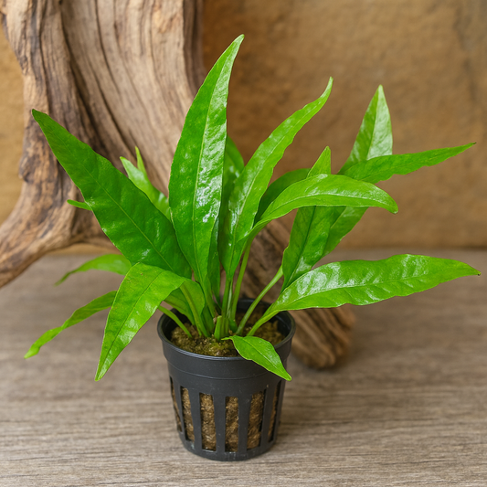 Java Fern Microsorum pteropus Potted Live Aquarium Plant