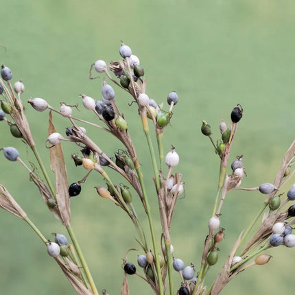 Job’s Tears plant with clusters of distinctive pearl-like seeds in shades of white, grey, green, and black on slender stems. Seed World