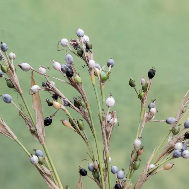 Job’s Tears plant with clusters of distinctive pearl-like seeds in shades of white, grey, green, and black on slender stems. Seed World