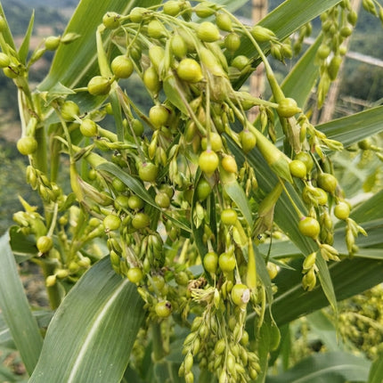 20 Job’s Tears Seeds – Coix Lacryma-Jobi | Ornamental Grain & Bead Plant