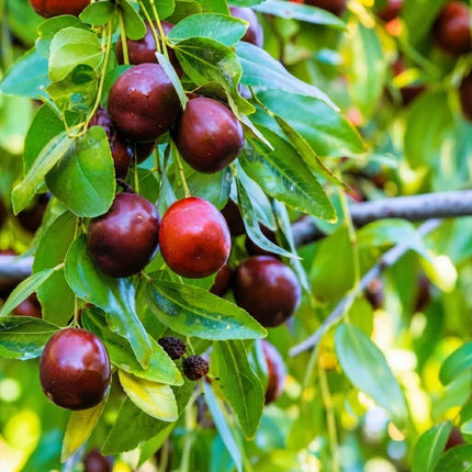 Jujube Fruit Tree with ripe reddish-brown fruits growing on leafy branches. Seed World
