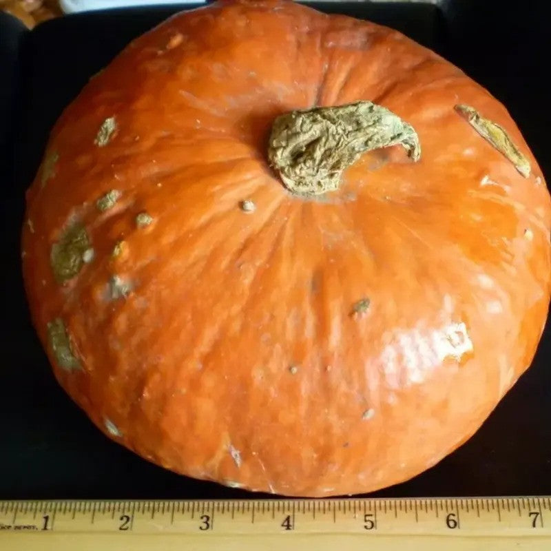15 Kabocha Winter Squash Seeds