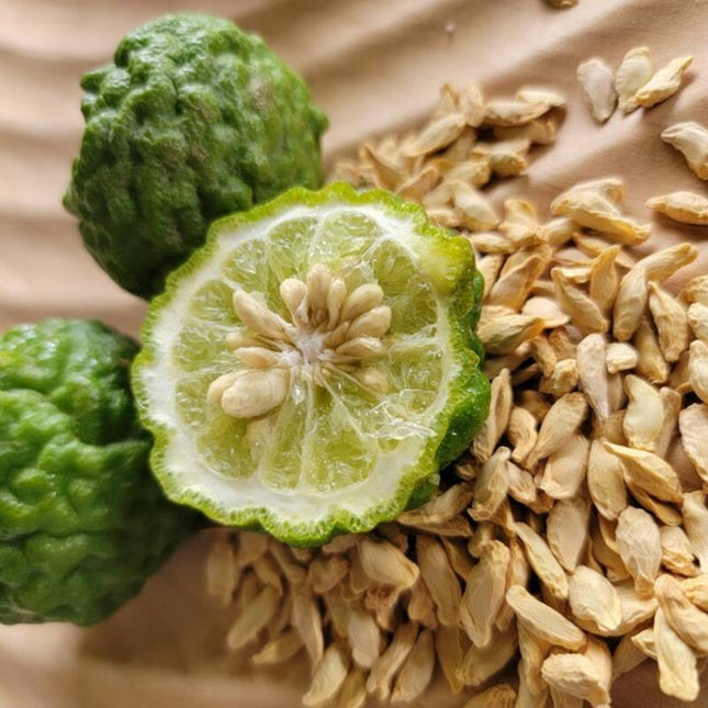 10 Kaffir Lime Tree Seeds – Citrus Hystrix