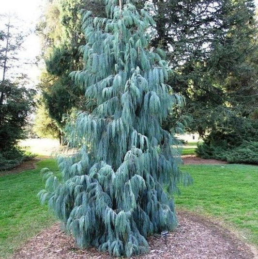 Tall evergreen tree with a blue-green hue in a garden setting