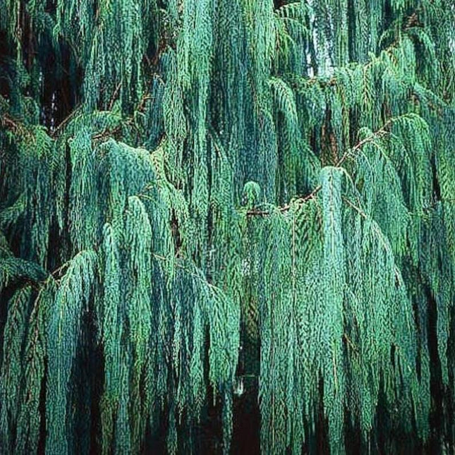 Weeping willow tree with long, hanging branches in a forest setting