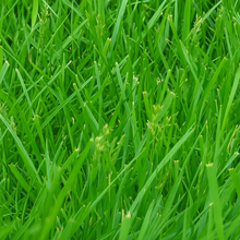 Kentucky 31 Tall Fescue Grass