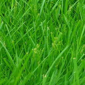 Kentucky 31 Tall Fescue Grass