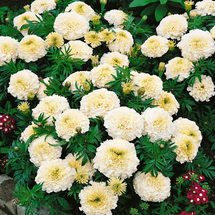 Kilimanjaro White Marigold with large creamy-white double blooms, perfect for garden borders, containers, and cut flower displays. Seed World