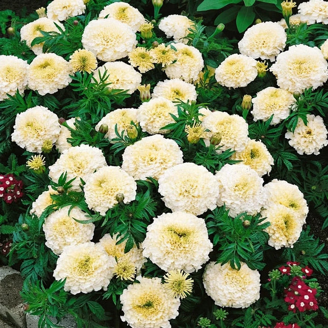 25 Kilimanjaro White Marigold Seeds – mature plant or growing reference