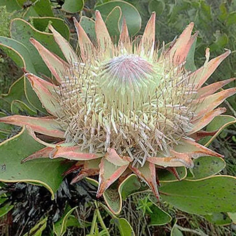 5 King Protea (Protea cynaroides) Seeds