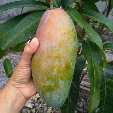 Kiojay mango fruit growing on a tree, showing a large elongated green mango with a pink blush surrounded by dark green leaves. Seed World