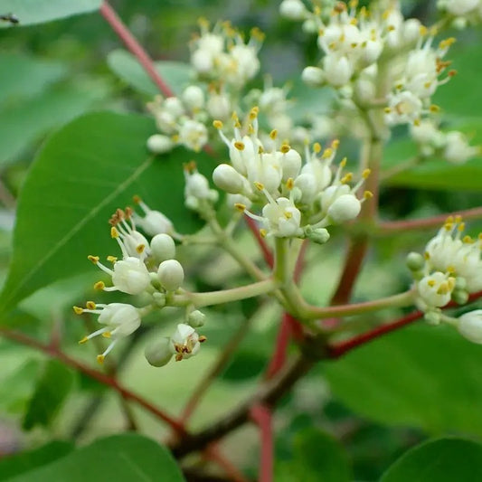 Close-up of white flowers with yellow stamens on a green leafy background