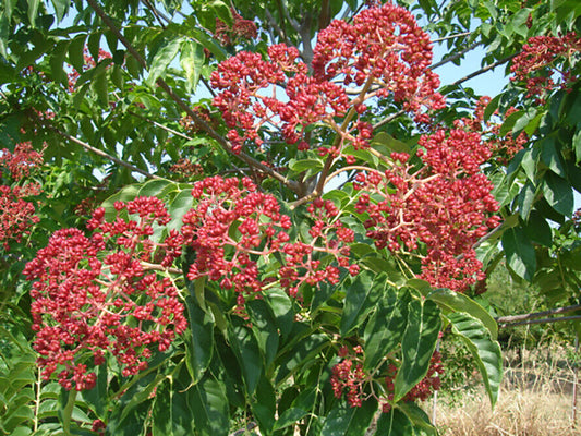 50 Bee-Bee Tree - Korea Evodia Seeds