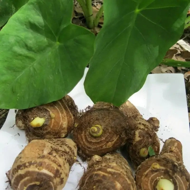 10 Live Colocasia Esculenta Elephant Ear Bulbs – Taro - Ready to Grow