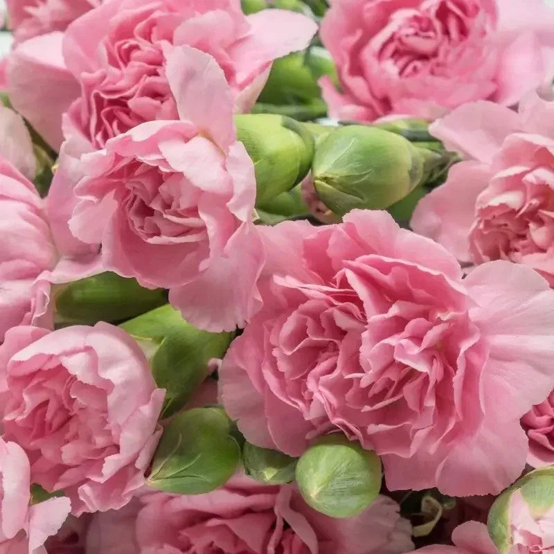 Close-up of pink flowers with green buds