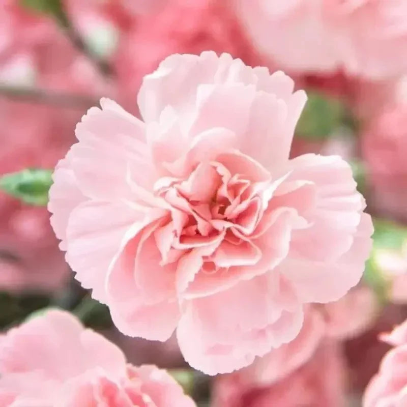 Close-up of a pink carnation flower with a blurred background