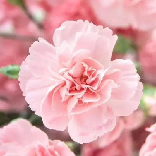 Close-up of a pink carnation flower with a blurred background